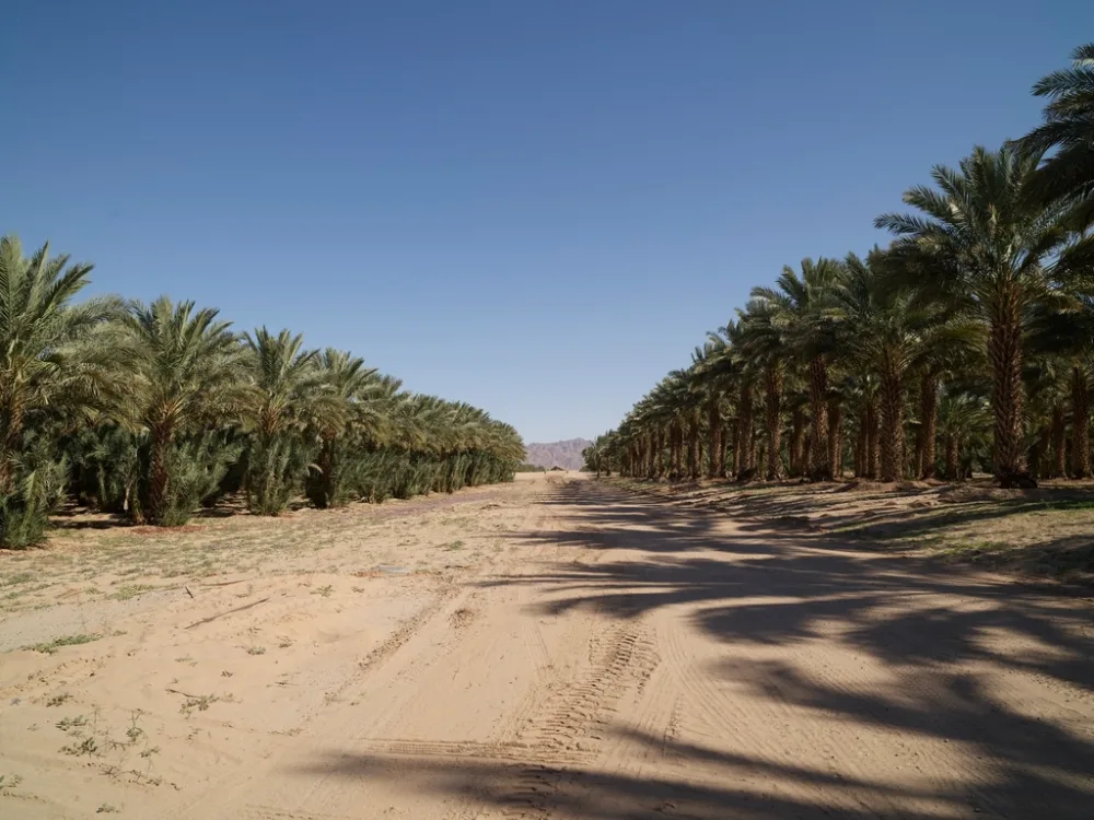 Kurma Muda Ruthab Libya Segar 500g